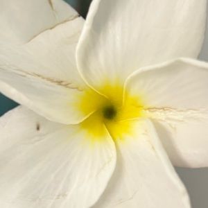 Meet your Posher, Jas